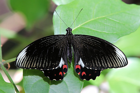 Ambrax Swallowtail (Papilio ambrax)